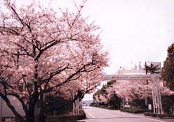 akasjo-sakura