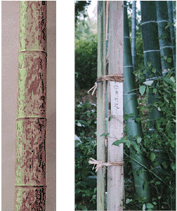 四角い竹(左) と その作り方(右)